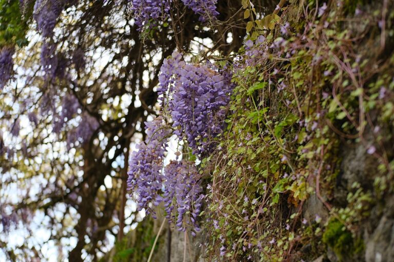 Le secret d’une glycine fleurie : la bonne taille au bon moment