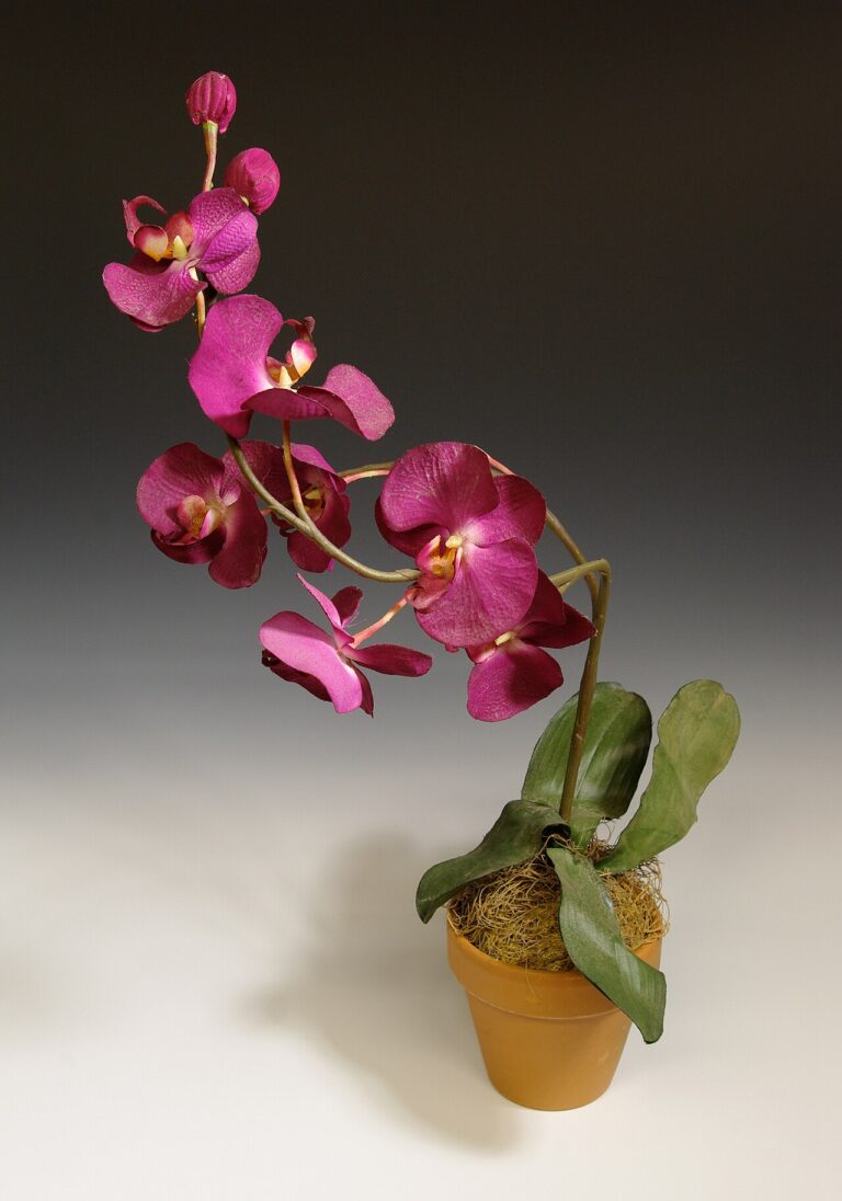 Orchidées sans terre : les astuces pour les faire pousser facilement, juste dans de l’eau