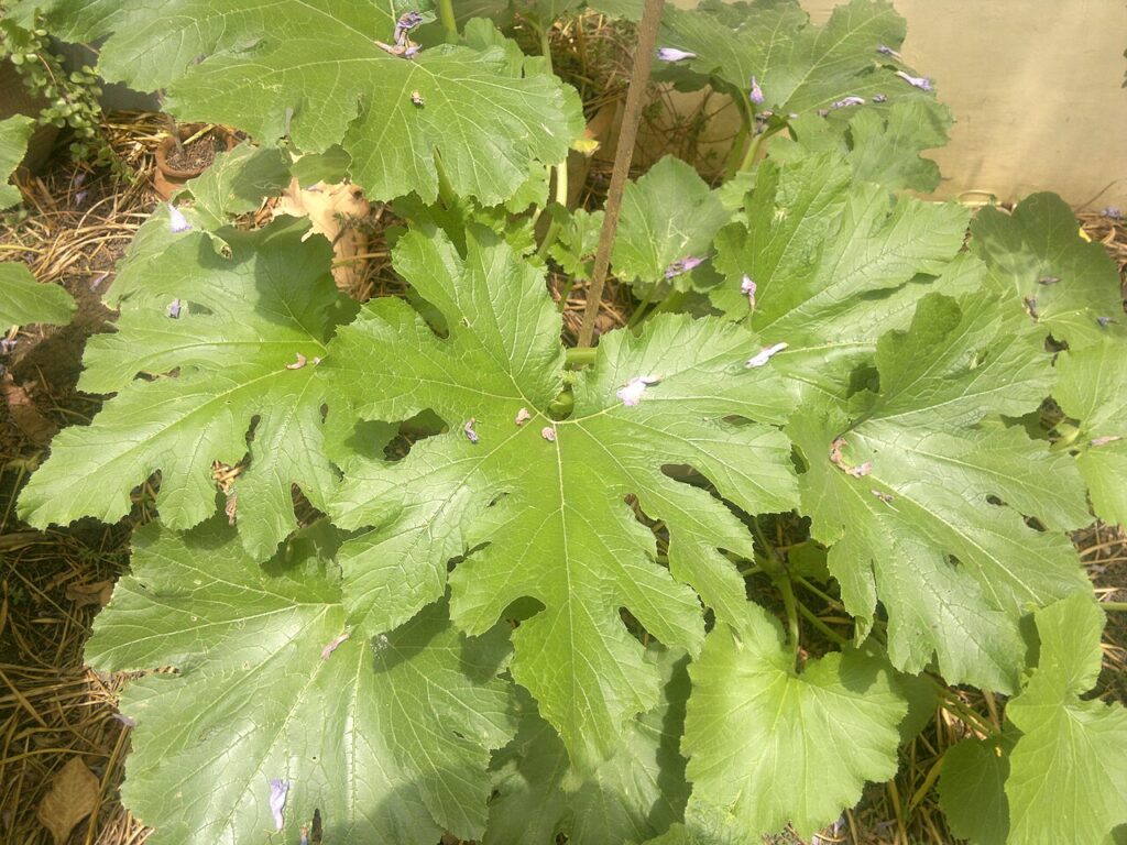 Potager de juin - these huge leaves belong to a single Zucchini plant. The patch is frequently showered with flowers from the Jacaranda tree right abo