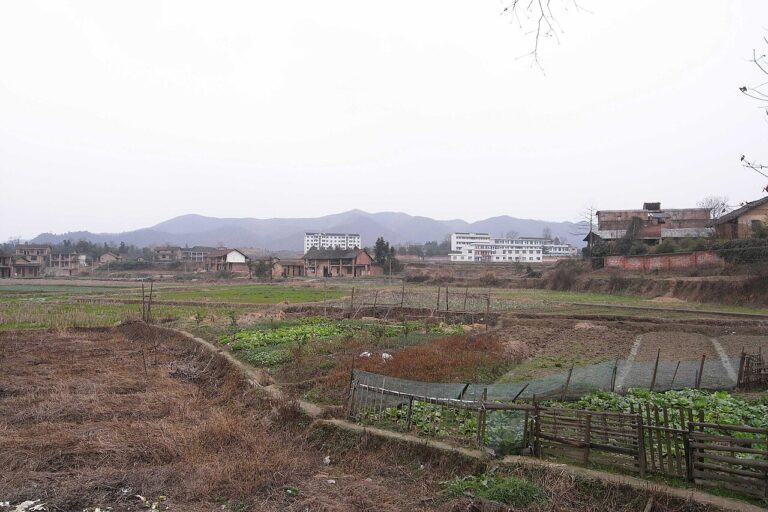 Potager de juin : ce qu’il faut planter, récolter et les travaux du mois