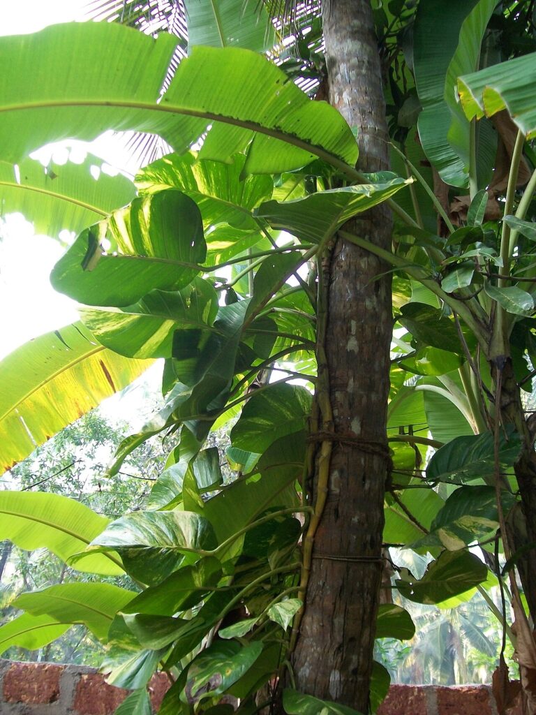 5 trucs de pro pour un Pothos digne d’une revue de jardinage